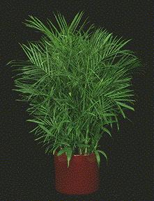 bamboo palm - Chamaedorea seifrizii
