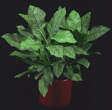 Aglaonema Bj Freeman