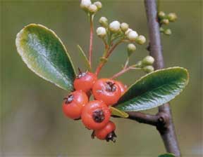 pyracantha berries make a colorful winter hedge