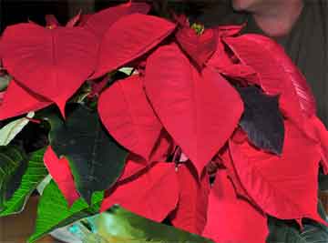 poinsettia plant in full bloom