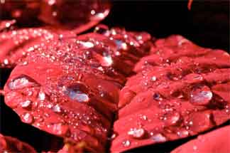 water on the bloom bracts of a poinsettia