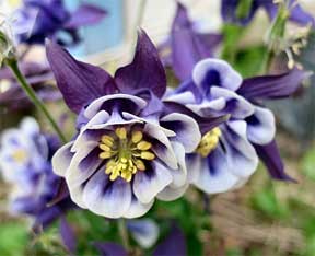 columbines in flower