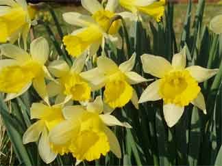 daffodils make a handsome display on cold days