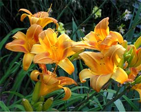 daylilies in the landscape