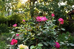 Roses Plants