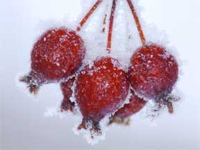 fruit on a tree frozen from cold weather