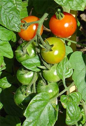 tomato ripe on the vine