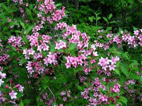 weigela in full flower